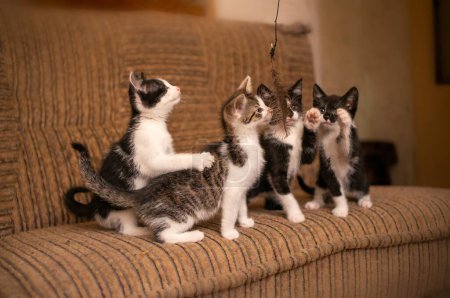 Foto de Playful young kitten siblings romping around - Imagen libre de derechos