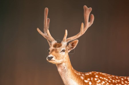 Photo for A portrait of a pretty fallow deer buck - Royalty Free Image