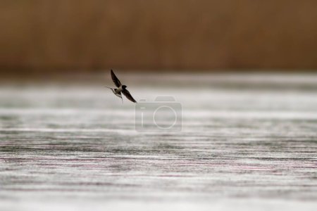 Foto de Una golondrina de granero (Hirundo rustica) vuela sobre un lago en busca de insectos - Imagen libre de derechos