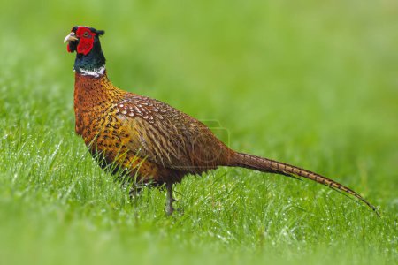 Photo for A pheasant rooster (Phasianus colchicus) stands on a green meadow - Royalty Free Image