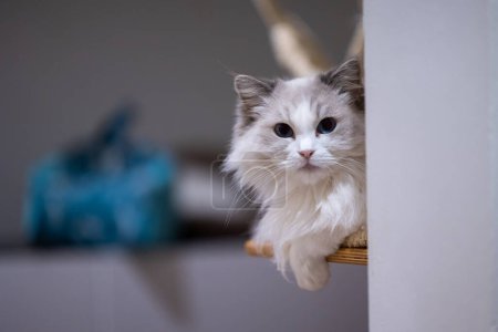 Portrait of a ragdoll cat lazily sitting on the floor. Breeding cats with a pedigree