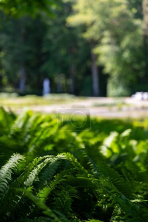 Téléchargez les photos : Gros plan sur les feuilles de fougère verte dans un parc municipal. Plantes visibles au premier plan, fond flou. Photo prise par une journée ensoleillée, plantes placées à l'ombre. - en image libre de droit