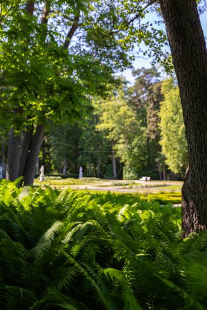 Téléchargez les photos : Gros plan sur les feuilles de fougère verte dans un parc municipal. Plantes visibles au premier plan, fond flou. Photo prise par une journée ensoleillée, plantes placées à l'ombre. - en image libre de droit