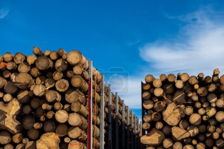 Logs of cut trees stacked on a truck against a blue sky. Wood transport and forest management.