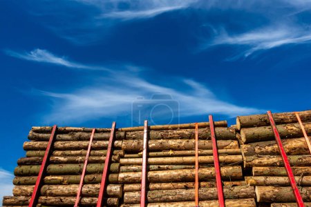 Logs of cut trees stacked on a truck against a blue sky. Wood transport and forest management.