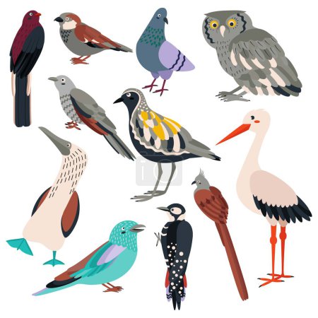 Illustration for Set of birds trogon, sparrow, dove, owl, cuckoo, plover, sula nebouxii, coracias garrulus, woodpecker, coliiformes, stork. Flat vector illustration isolated on white background. - Royalty Free Image