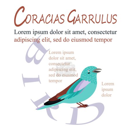 Illustration for Poster, banner with coracias garrulus bird and text. Poster layout design. Letters. Template poster, banner, magazine mockup. - Royalty Free Image