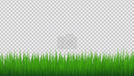 Illustration for Grass Border Transparent background. Vector Illustration - Royalty Free Image