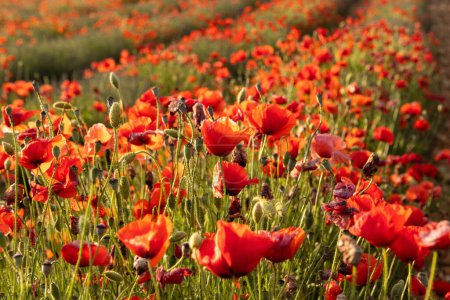Foto de Poppy field in France. High quality photo - Imagen libre de derechos