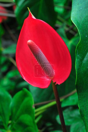 Photo for Anthurium Andraeanum flower with red petals - Royalty Free Image