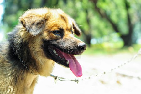 Téléchargez les photos : Un chien aspin philippin se tient debout tout en sortant sa langue - en image libre de droit