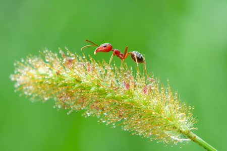 Las hormigas rojas o Myrmica rubra se arrastran por Setaria pumila flores de hierba