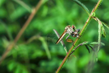 La mosca ladrona o Asilidae estaba comiendo su presa en la rama de un murmullo en un fondo verde borroso