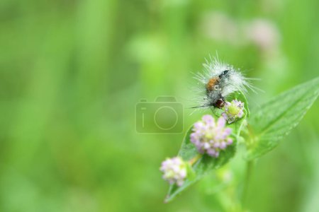 Caterpillar Brown Tussock Moth krabbelt auf dem Gras Triebe bedeckt mit Tau