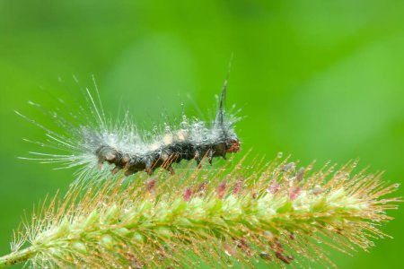 Caterpillar Brown Tussock Moth krabbelt auf dem Gras Triebe bedeckt mit Tau