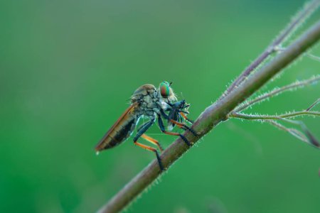La mosca ladrona o Asilidae estaba comiendo su presa en la rama de un murmullo en un fondo verde borroso
