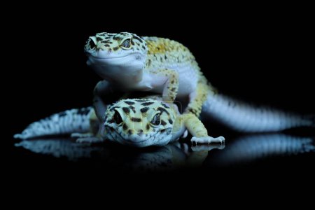Two Leopard Gecko or Eublepharis macularius in Reflection Glass
