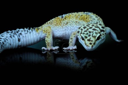 Leopard Gecko or Eublepharis macularius in Reflection Glass