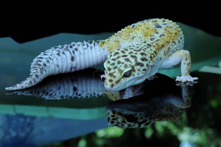 Leopard Gecko or Eublepharis macularius in Reflection Glass