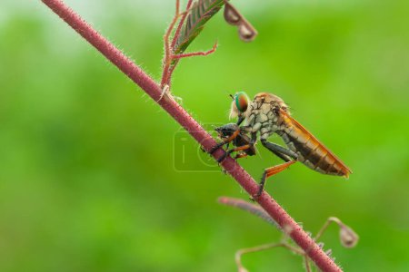 Die Räuberfliege oder Asilidae fraß ihre Beute auf dem Ast eines Murrtieres vor verschwommenem grünen Hintergrund