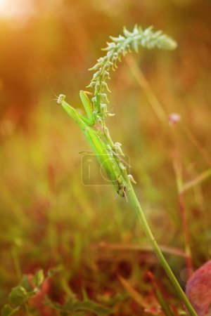 Prier Mantis Mantodea rampe sur le dessus des feuilles d'herbe. Macro Photographie d'Art