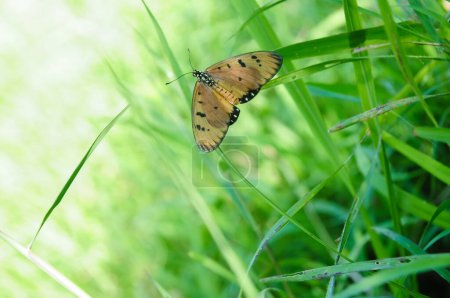 Ein Orangefarbener Schmetterling Acraea terpsicore thront im grünen Gras