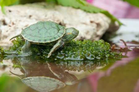 Brasilianische Schildkröte oder Schwarzbauchschildkröte oder Trachemys dorbigni in einem kleinen Teich mit Moos darauf