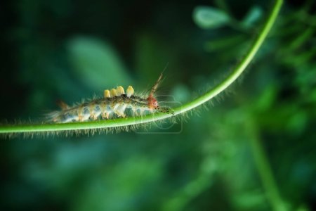 Caterpillar Brown Tussock Moth est rampant sur les pousses d'herbe couvrant de rosée