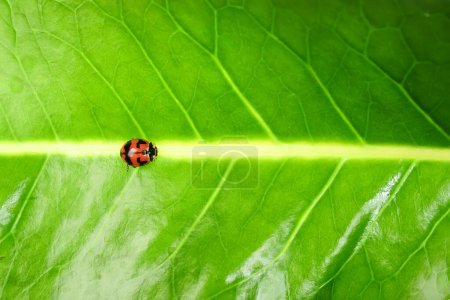 Ladybug or Small beetle Coccinellidae is walking on green leaf