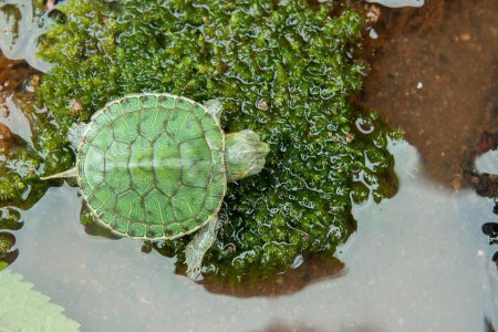 Brazilian turtle or black-bellied slider or Trachemys dorbigni in a small pond with moss on it