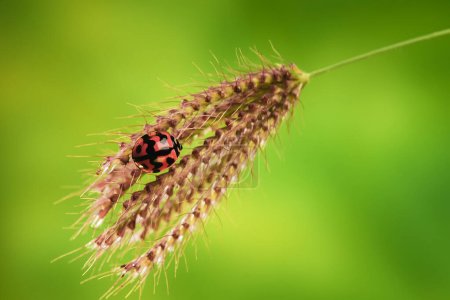 Ladybug or Small beetle Coccinellidae is perching in the grass stem