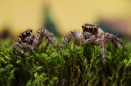Two Jumping spiders or Salticidae crawling on a moss and on a blurry background