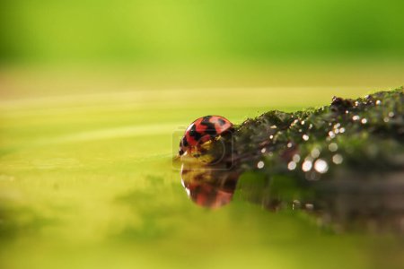 Ladybug or Small beetle Coccinellidae is walking at the edge of moss surrounded by water