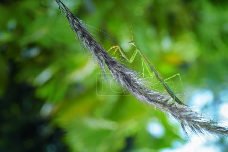 Gottesanbeterin Mantodea kriecht auf den Wipfeln der Grasblätter. Makrokunst-Fotografie