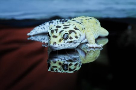 Close Up of Leopard Gecko or Eublepharis macularius in Reflection Glass