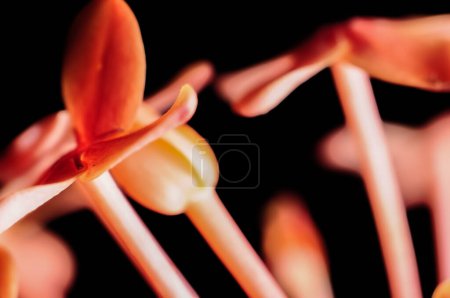 Nahaufnahme von Ixora Flower. In Indonesien wird Bunga Siantan genannt. Vor dunklem Hintergrund