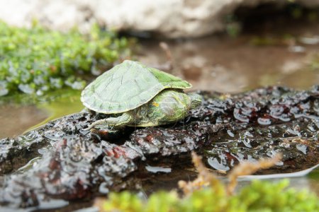 Brasilianische Schildkröte oder Schwarzbauchschildkröte oder Trachemys dorbigni in einem kleinen Teich mit Moos darauf