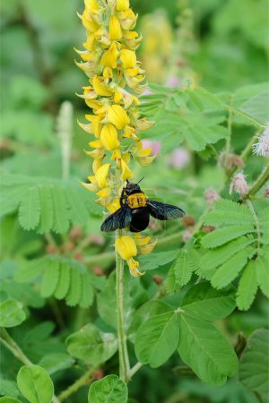 una avispa vespa affinis conocida como abejas cabeza se posan en las puntas de las flores de las plantas silvestres del arbusto