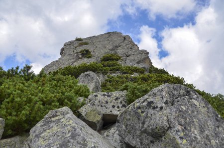 Téléchargez les photos : Large gray stones covered with green low alpine pine against a blue sky with clouds - en image libre de droit