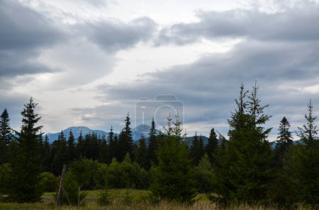 Foto de Hermoso bosque de montaña verde y picos de las montañas Khomyak y Synyak en el fondo. Cárpatos, Ucrania - Imagen libre de derechos