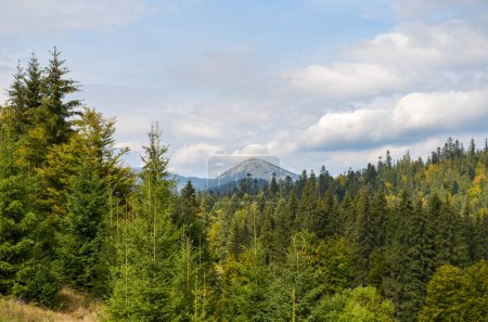 Téléchargez les photos : Une vue magnifique sur les pentes montagneuses des Carpates, densément couvertes de forêt verte et le mont Khomyak sur fond, Ukraine - en image libre de droit