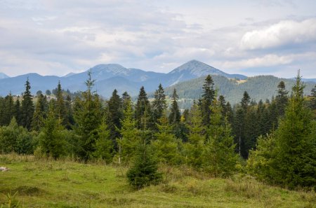 Foto de Hermoso bosque de montaña verde y picos de las montañas Khomyak y Synyak en el fondo. Cárpatos, Ucrania - Imagen libre de derechos