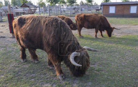 Foto de Vaca de montaña escocesa marrón con pelo largo y cuernos pastando en la granja - Imagen libre de derechos