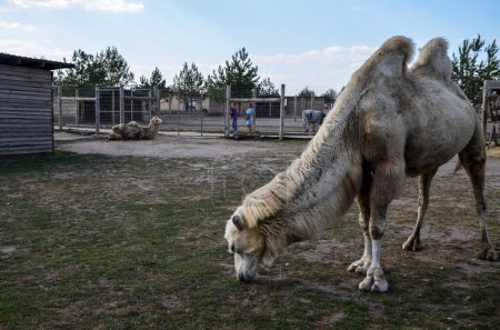 A two-humped camel with white or light brown wool grazes on the farm