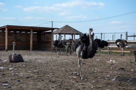 Group of long-necked ostriches with characteristic black and white color resting resting in a pen surrounded by a wooden fence on a local farm