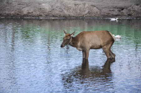 Elk Cervus canadensis femelles éclaboussant dans l'eau à la ferme 