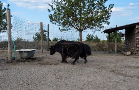 Foto de Un yak negro con grandes cuernos y pelaje peludo es capturado descansando en un área cerrada al aire libre con suelo arenoso en la granja local - Imagen libre de derechos