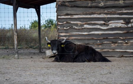 Ein schwarzer Yak mit großen Hörnern und struppigem Fell wird gefangen und ruht in einem geschlossenen Außenbereich mit sandigem Boden auf einem örtlichen Bauernhof