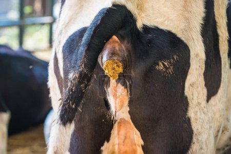 Téléchargez les photos : Cow dropping shit in the farm. - en image libre de droit