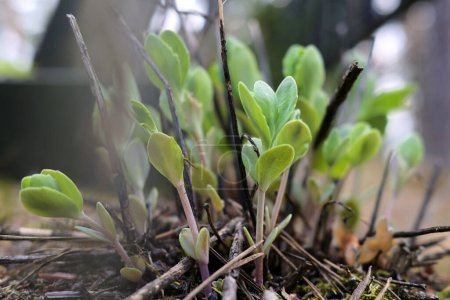 Junge Sedum-Pflanze keimt im Frühjahr